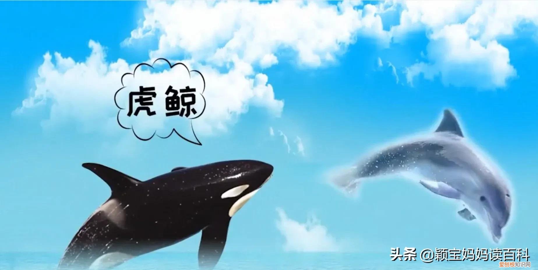 二十一 常见50种哺乳动物，少儿百科科普——强大的哺乳动物