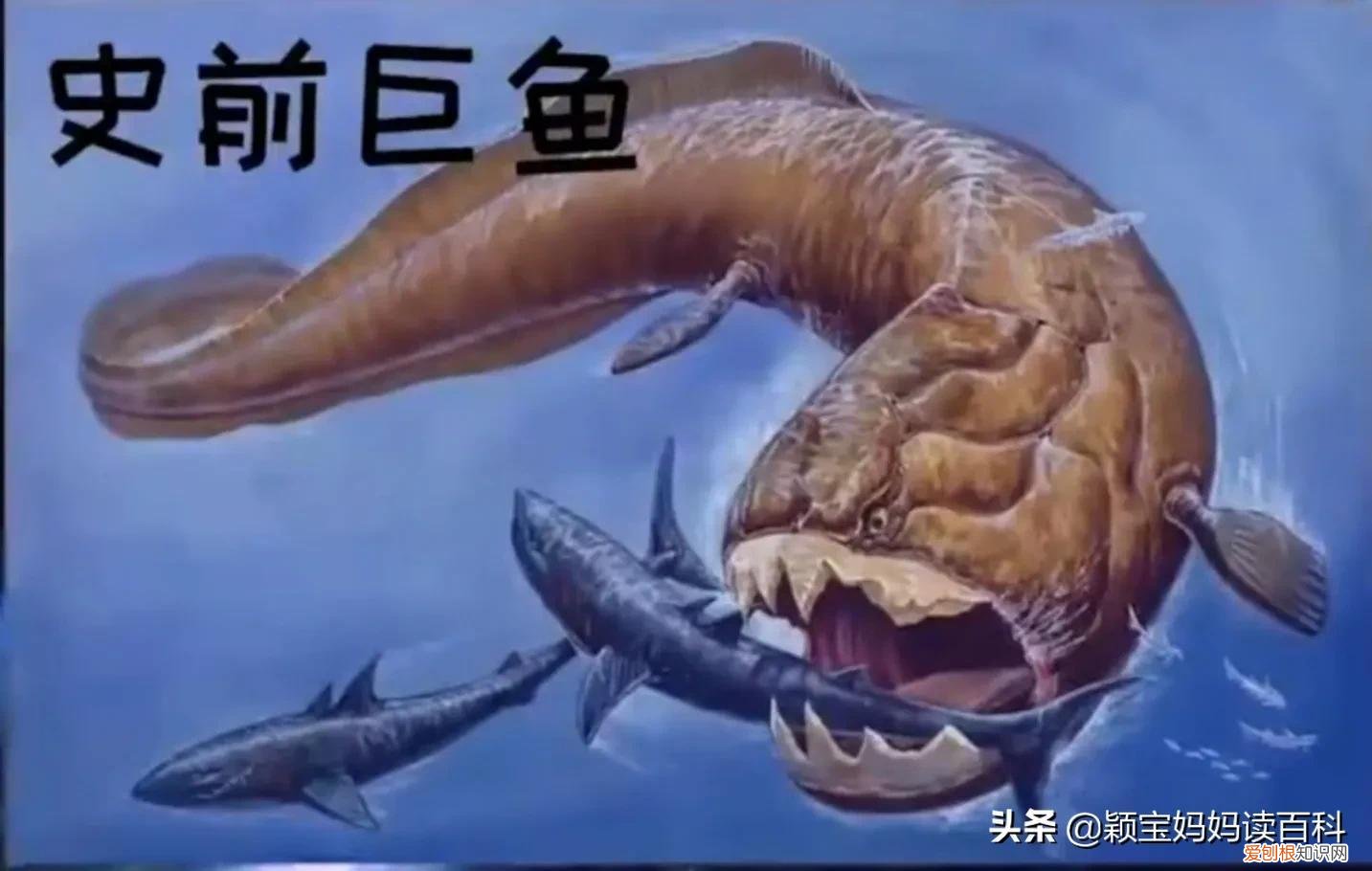 二十一 常见50种哺乳动物，少儿百科科普——强大的哺乳动物