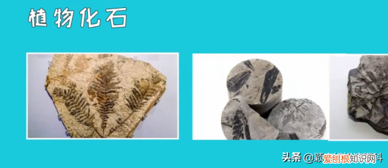 二十 少儿百科全书,少儿百科科普:恐龙统治地球的时代