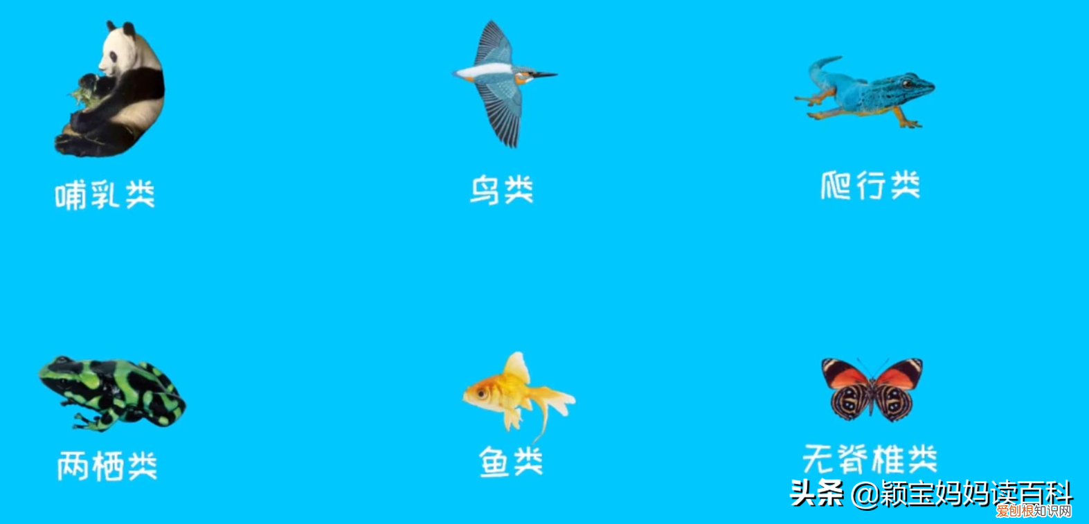 二十 少儿百科全书,少儿百科科普:恐龙统治地球的时代