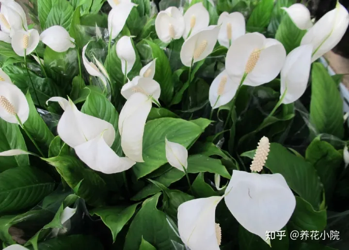 哪些花卉喜阴，6种“喜阴花卉”，家里阳光少，也能正常开花