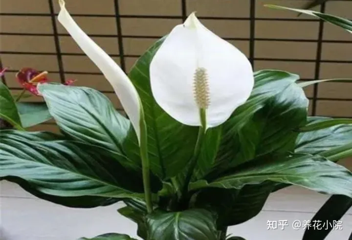 哪些花卉喜阴，6种“喜阴花卉”，家里阳光少，也能正常开花