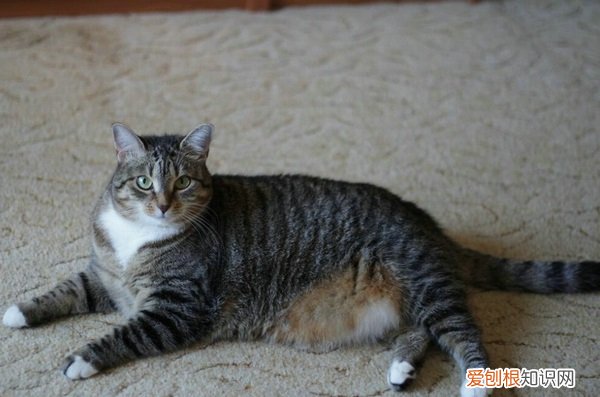 猫鼻子上长黑色结块，狗，猫鼻子上长黑色结块为什么