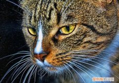猫几天不拉屎会死吗，猫，小猫几天不拉屎会死吗