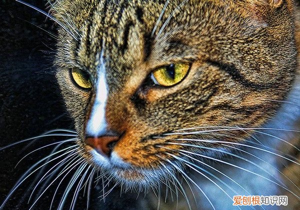 猫几天不拉屎会死吗，猫，小猫几天不拉屎会死吗
