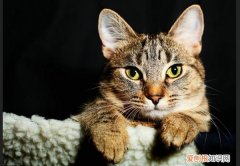小猫眼睛流眼泪，猫，小猫的眼睛流眼泪是怎么回事儿啊