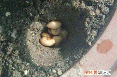 养花卉的方法，养花还得靠“老方法”，一学就会，简单实用，花卉能活10多年