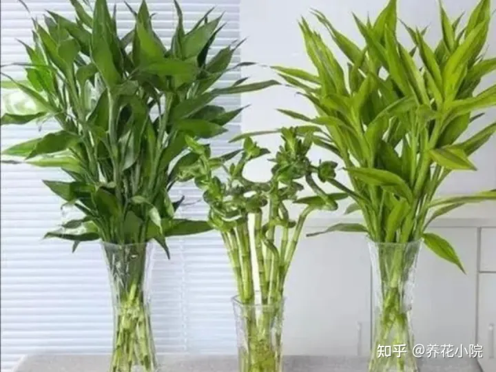 水培花卉制作时需要注意的问题有哪些，马上春节了，水培4种漂亮花，美观大方，养护简单