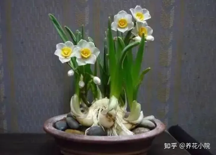 水培花卉制作时需要注意的问题有哪些，马上春节了，水培4种漂亮花，美观大方，养护简单