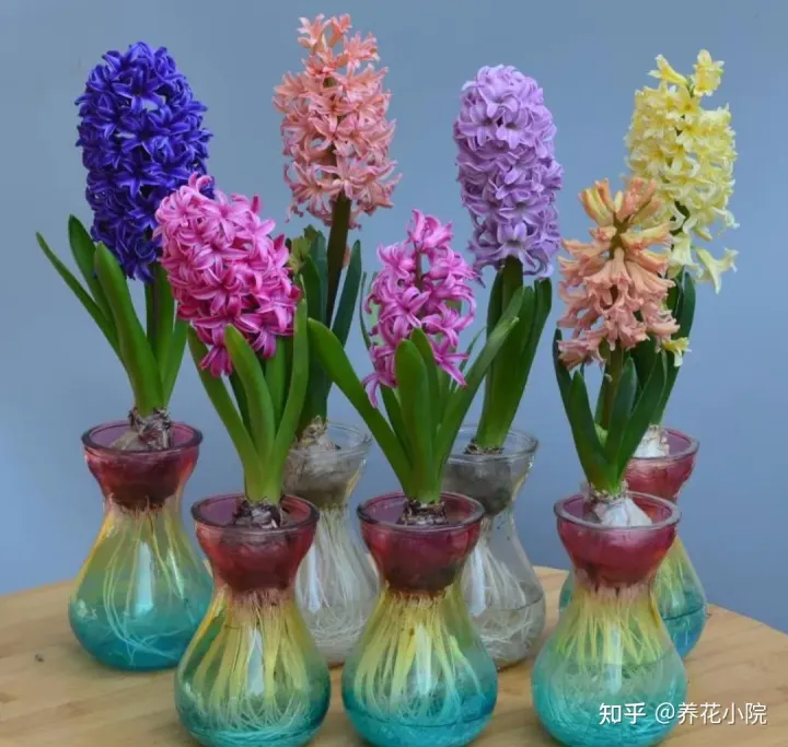 水培花卉制作时需要注意的问题有哪些，马上春节了，水培4种漂亮花，美观大方，养护简单