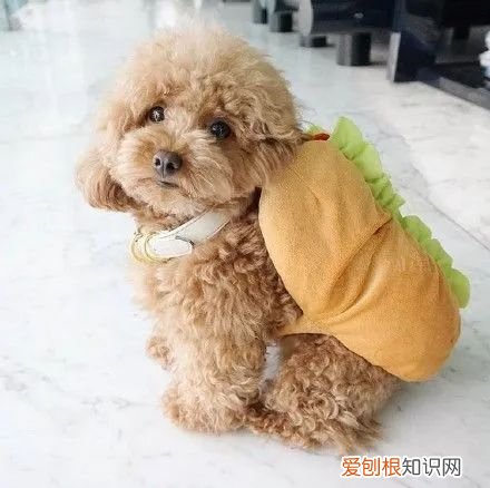 宠物关节软骨素哪个好，养宠大百科|家长一定要知道的宠物骨骼关节健康知识！