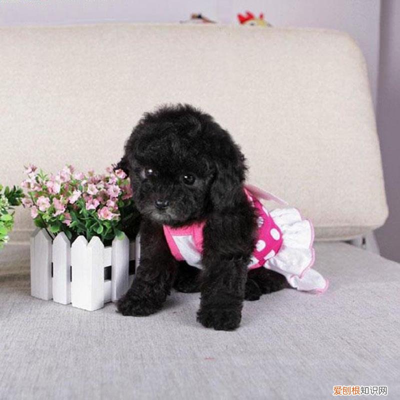 适合家里有小孩适合养什么宠物，家里有小孩适合养什么宠物？养宠十年的铲屎官告诉你
