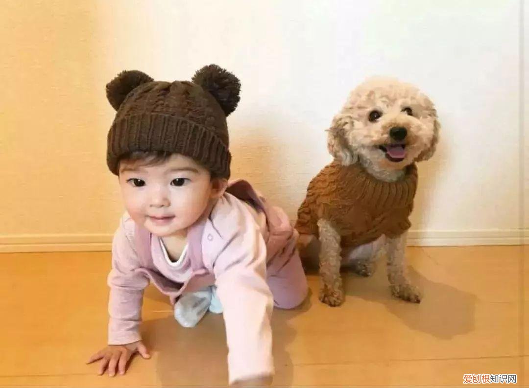 宠物在家庭中的角色，家庭中常见的四种伴侣宠物，能够陪伴孩子童年成长令其不再孤单