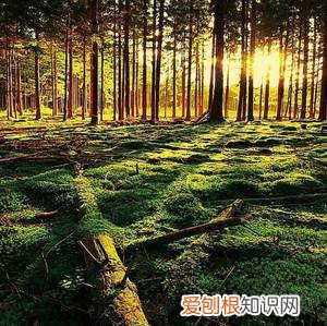 养花初学者，从零学习养花知识，懂得这些就是养花大咖