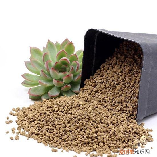 养花初学者，从零学习养花知识，懂得这些就是养花大咖