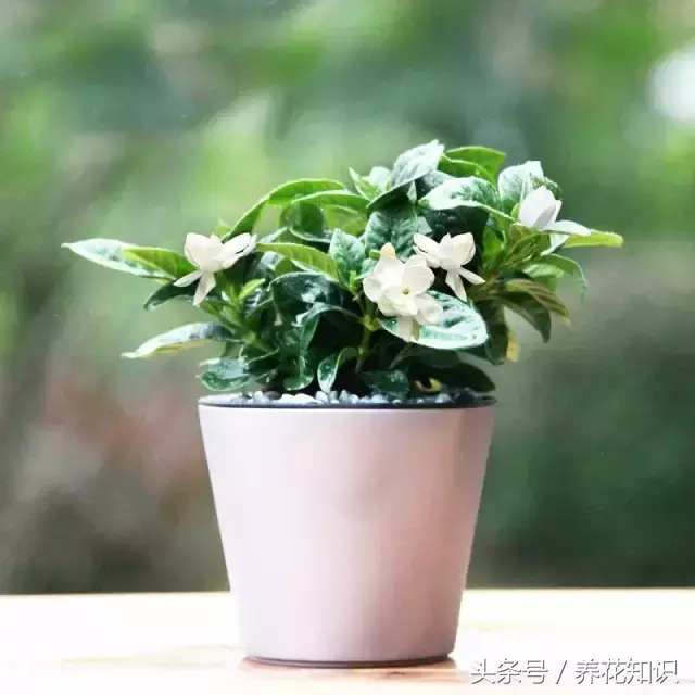 如何养买的花，值得收藏！花市老板绝不外传的8个养花绝招！