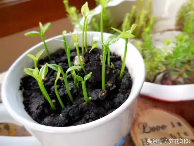 如何养买的花，值得收藏！花市老板绝不外传的8个养花绝招！