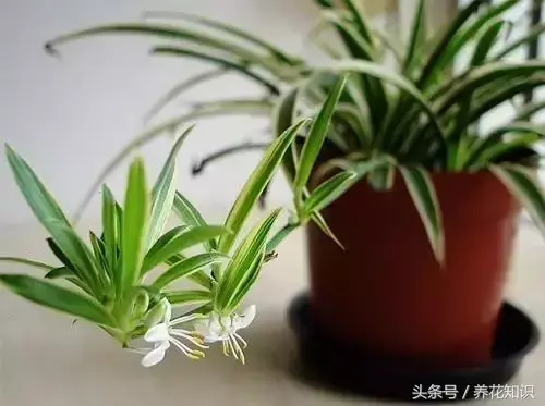 如何养买的花，值得收藏！花市老板绝不外传的8个养花绝招！