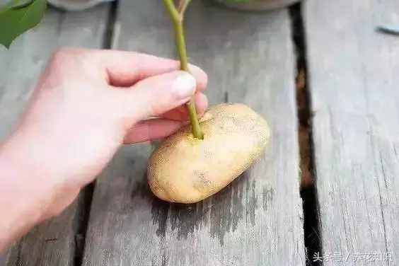 如何养买的花，值得收藏！花市老板绝不外传的8个养花绝招！