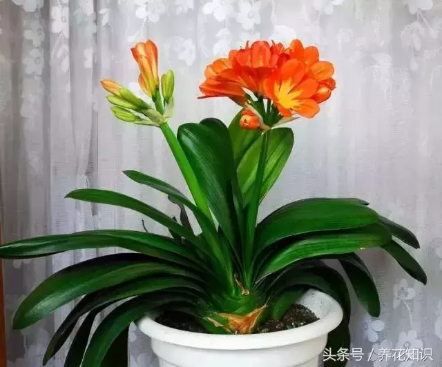 如何养买的花，值得收藏！花市老板绝不外传的8个养花绝招！