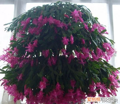 养花的方法，教你如何养花