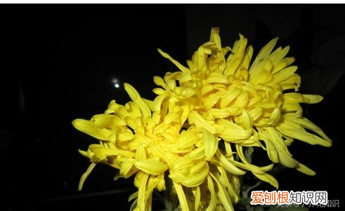 养花的方法，教你如何养花
