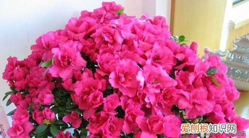 养花的方法，教你如何养花