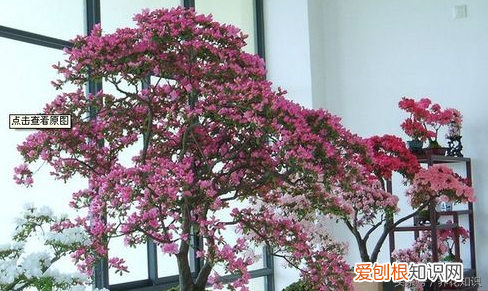 养花的方法，教你如何养花