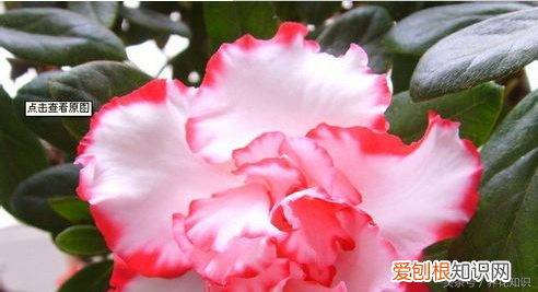 养花的方法，教你如何养花