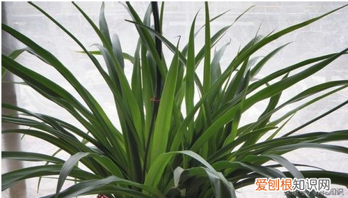养花的方法，教你如何养花