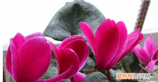 养花的方法，教你如何养花