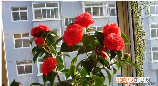 养花的方法，教你如何养花