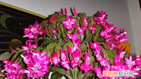 养花的方法，教你如何养花