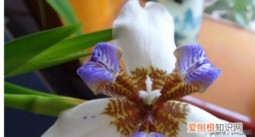 养花的方法，教你如何养花