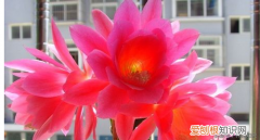 养花的方法，教你如何养花