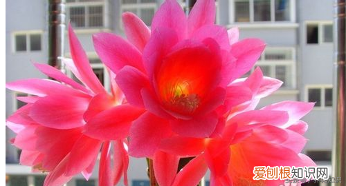 养花的方法，教你如何养花