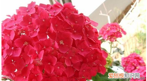 养花的方法，教你如何养花
