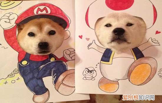 日本秋田犬怎么训练，秋田犬训练有方法，秋田犬几个月开始训练