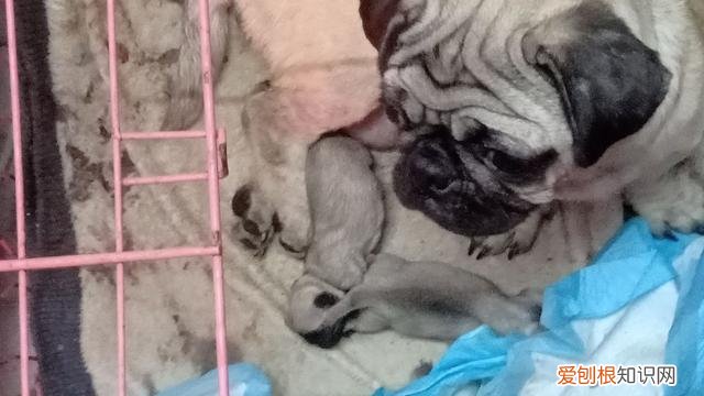 猫狗以外的宠物，学习养宠物猫狗知识你将愉快养宠物的生活