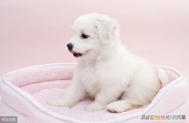 猫狗以外的宠物，学习养宠物猫狗知识你将愉快养宠物的生活