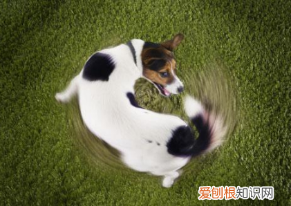养狗的技巧有哪些，狗狗冷知识，养狗的你值得收藏