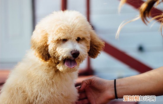 打了几次狗狗不和亲了，建立与狗亲和关系的三步骤，打过狗后狗不和我亲
