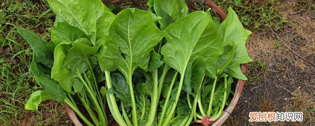 空腹吃菠菜好吗 空腹吃菠菜有什么危害