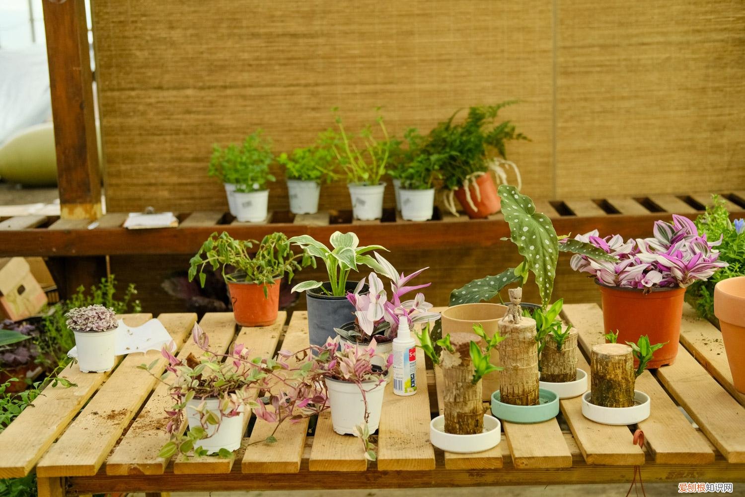 植物养护小知识手抄报，常见24种植物养护技巧，有了这个再也不怕养不活花
