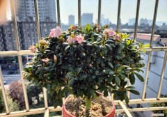 养花怎么过冬，冬季养花的“3大技巧”，越冬更顺利，枝叶鲜活花更旺