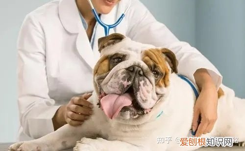 猫科动物肾衰竭能活多久，【宠物科普】宠物健康的头号杀手——肾衰竭