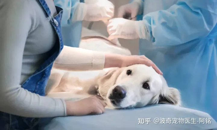猫科动物肾衰竭能活多久，【宠物科普】宠物健康的头号杀手——肾衰竭