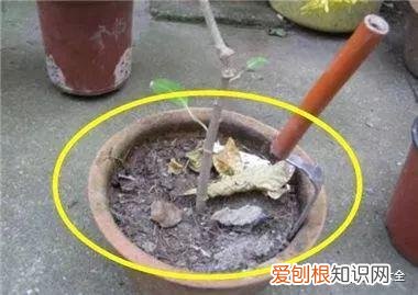养花方法大总结,只要学会了,你就是养花大神,养花方法大总结,只要学会了,你就是养花大神!