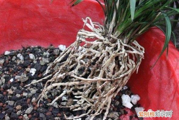 养花方法大总结,只要学会了,你就是养花大神,养花方法大总结,只要学会了,你就是养花大神!