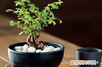 养花方法大总结,只要学会了,你就是养花大神,养花方法大总结,只要学会了,你就是养花大神!